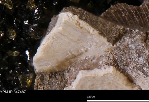undet. Bivalvia