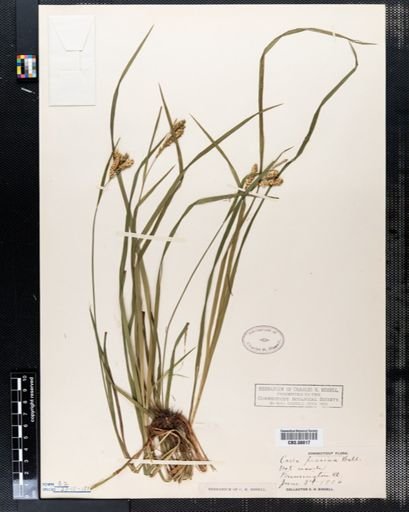 Carex prasina