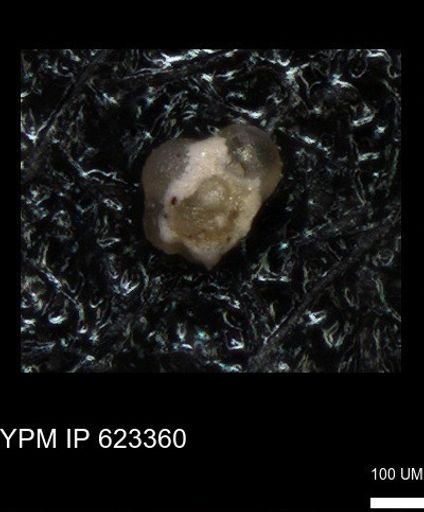 undet. Foraminiferida