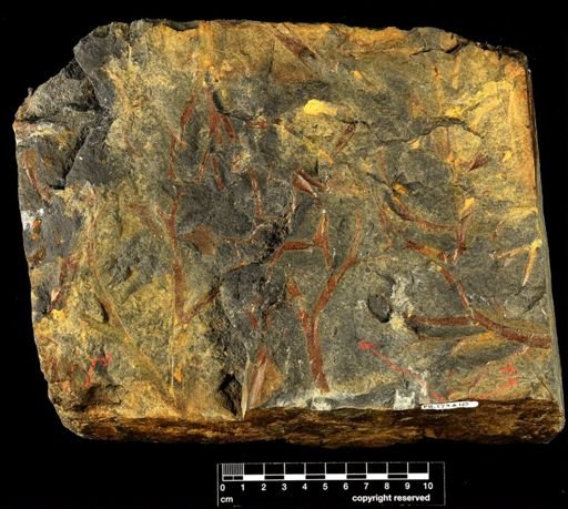 Pertica quadrifaria