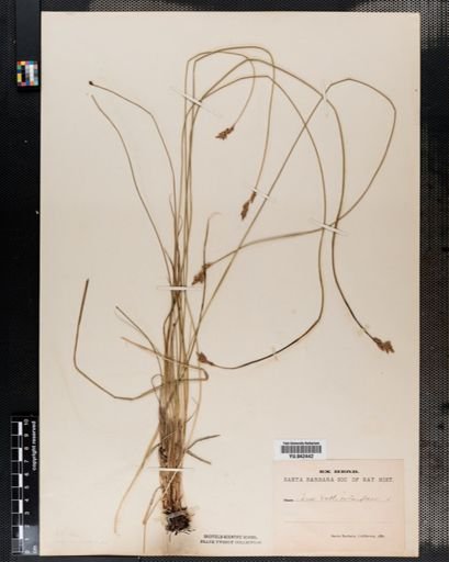 Plantae