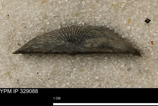 Chonetes scitulus