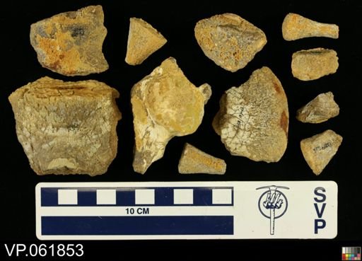 undet. Mosasauridae