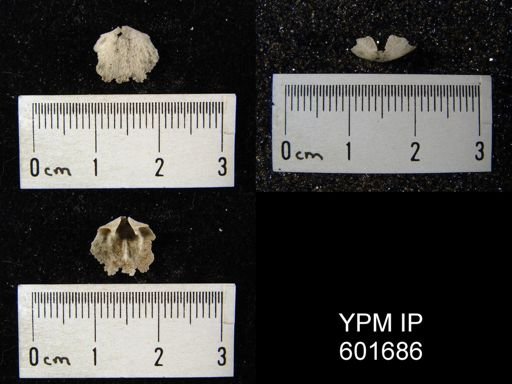 Doleroides pervetus