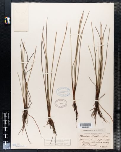 Eleocharis robbinsii