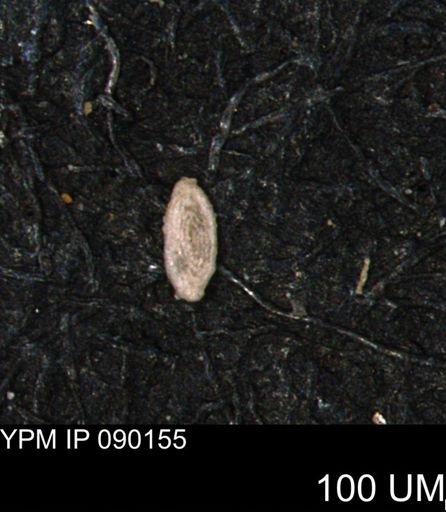 Spirolocammina planula