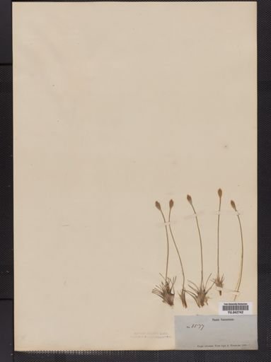 Plantae