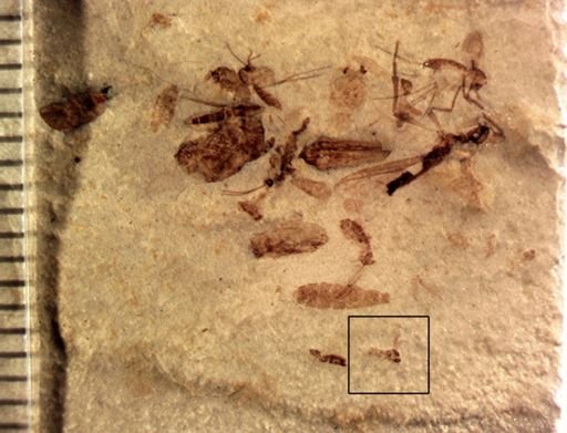undet. Diptera