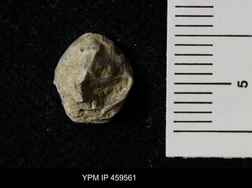 Wellerella