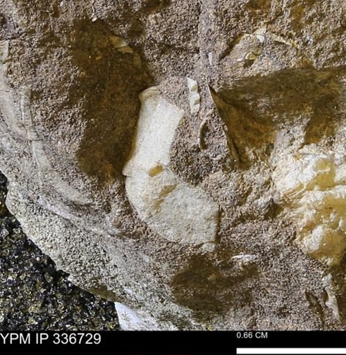 undet. Mollusca
