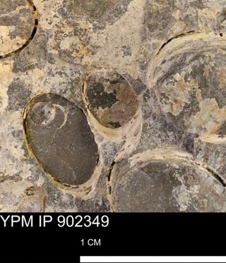 Baculites