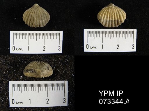 Camarotoechia cedarensis