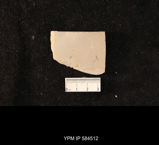 undet. Tipulidae
