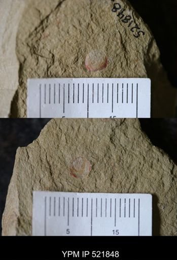 Brachiopoda?
