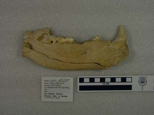 Ursus spelaeus