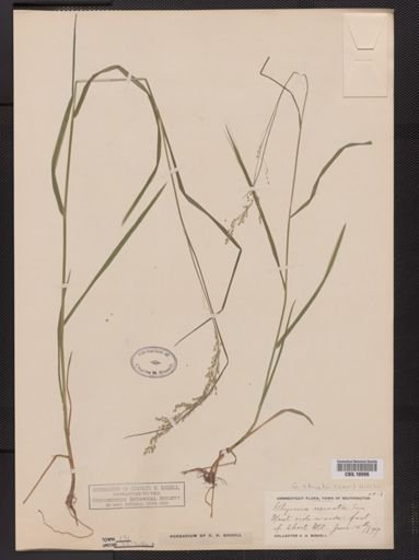 Glyceria striata
