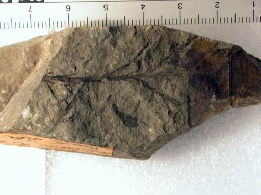 Angiospermopsida