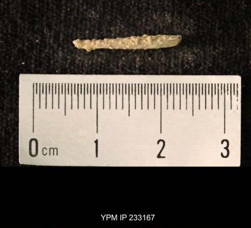Archaeocidaris sp.