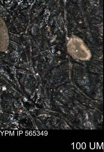 Spirolocammina subcircularis