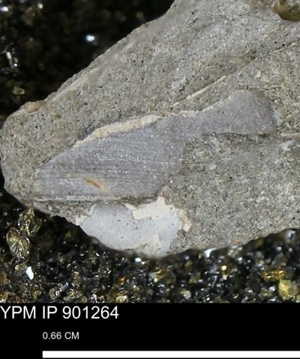undet. Mollusca