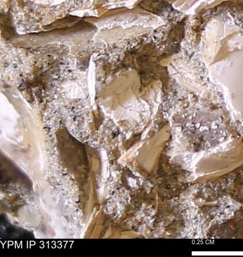 Corbicula sp.