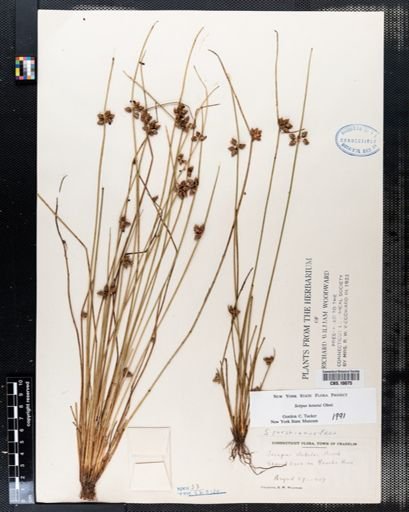 Scirpus debilis