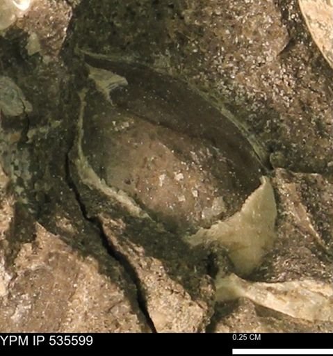 Protocardia subquadrata