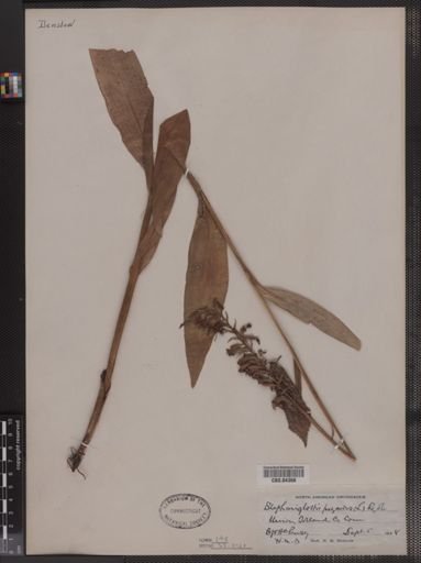 Blephariglottis psycodes