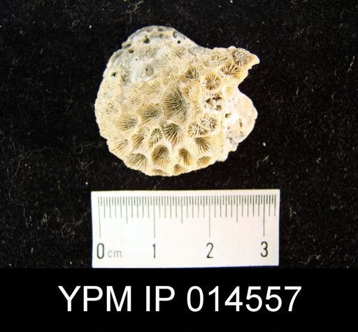 Astrangia danae