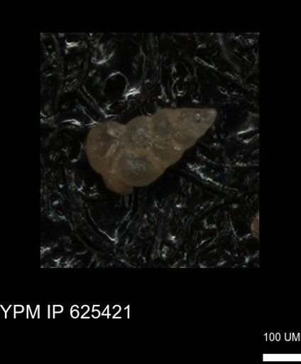 undet. Heterohelicidae