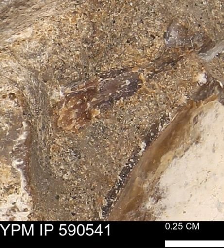 Ostreacea