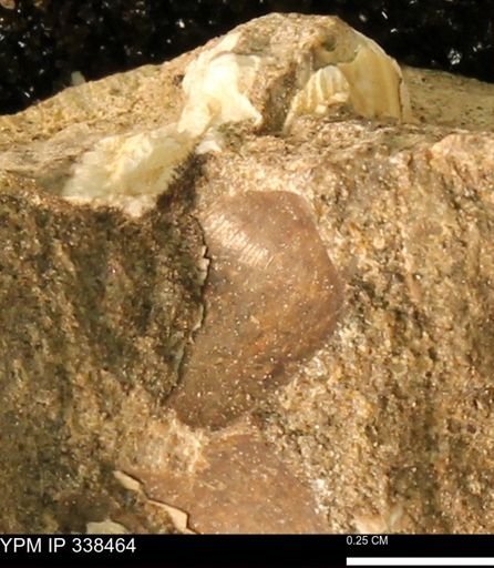 Protocardia subquadrata