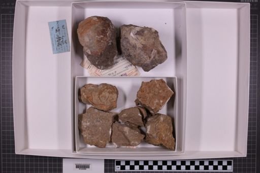 mixed taxa, stratigraphic collection