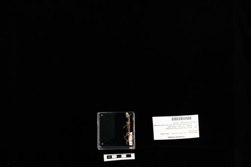 Urosaurus ornatus