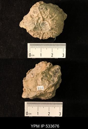 Dolatocrinus sp.