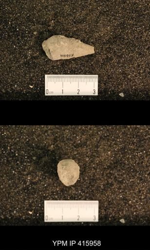 Meekospira sp.