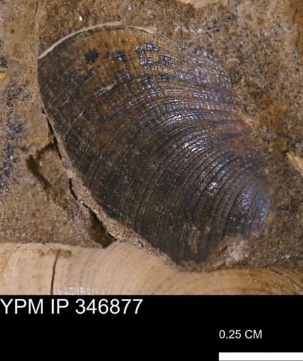 Limopsis striatopunctatus
