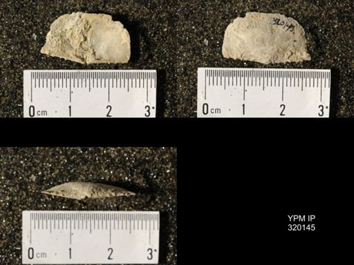 Chonetes granulifer meekanus