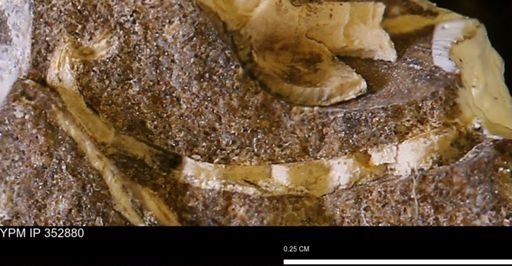 undet. Mollusca