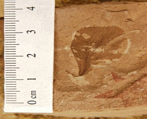 Antholithes tropaeoloides