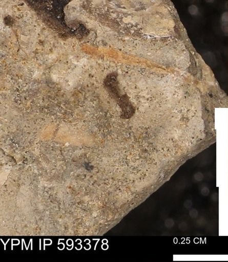 taxon undetermined
