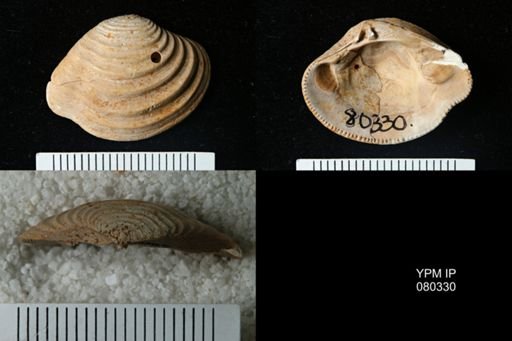 Lirodiscus tellinoides