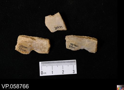 Actinopterygii?