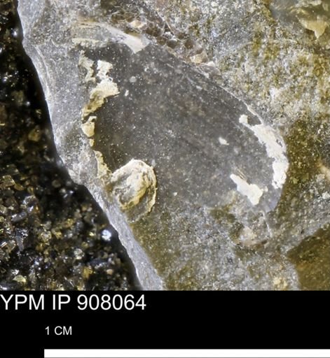 undet. Mollusca
