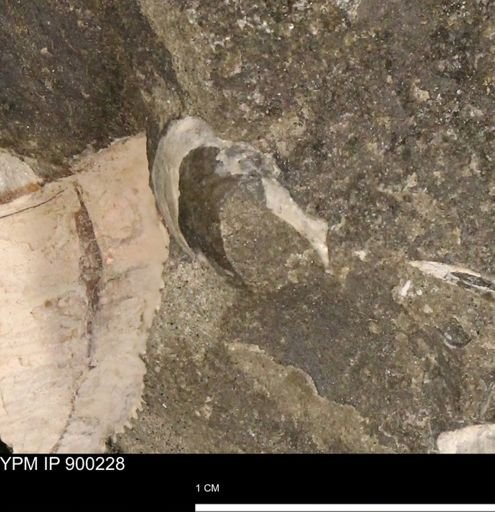 undet. Mollusca