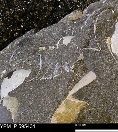 Protocardia sp.