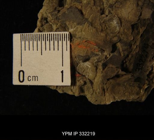 undet. Calymenidae