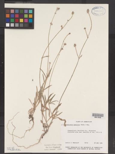Froelichia gracilis