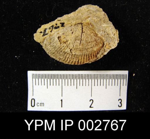 Rhynchonella strigiceps