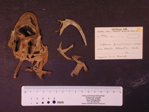 Lophius piscatorius